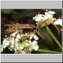 Rynchobanchus flavopictus  - Schlupfwespe m073b 15mm-fdet02.jpg